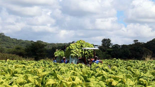 La superficie cultivada de tabaco en Zimbabue creció un 21%