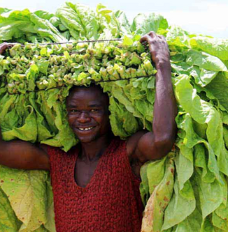 Zimbabue moderniza el pago a productores de tabaco con tecnología en tiempo real
