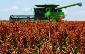 El sorgo mantiene rindes sólidos y sostiene buenas perspectivas