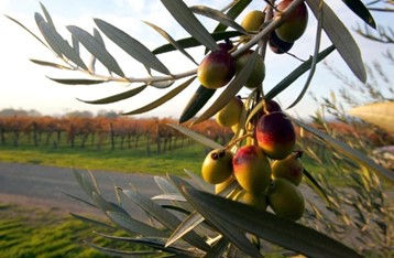 Aceite de oliva mendocino: entre la calidad y los desafíos del mercado