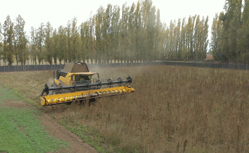 Cáñamo industrial: alianza entre Wiseconn y Diamond Hemp en el Maule