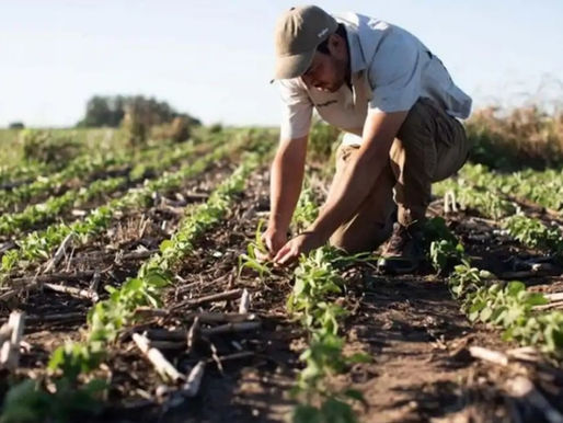 Argentina lidera la innovación agrícola con un nuevo herbicida contra malezas resistentes