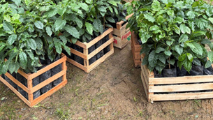 El café gana terreno en el norte argentino