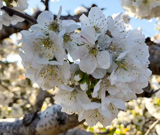 Los cerezos ultra tempranos florecen en Jujuy y apuntan a convertirse en la primera cosecha de Sudamérica