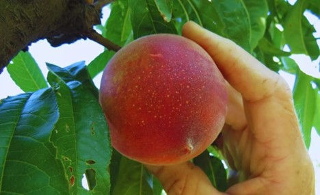 Nuevas variedades de durazno argentino marcan un hito productivo