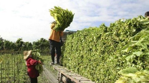 El Estado fundió a los productores y ahora busca una prórroga del FET