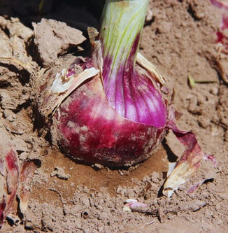 Tinta INTA: el nuevo cultivar de cebolla que llegó para fortalecer la oferta tecnológica del productor argentino