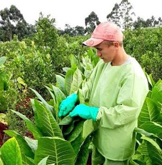 Preocupación por el ingreso de tabaco a Misiones sin control
