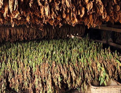 ACTIM solicita un precio mínimo de $2,900 por kilo de tabaco
