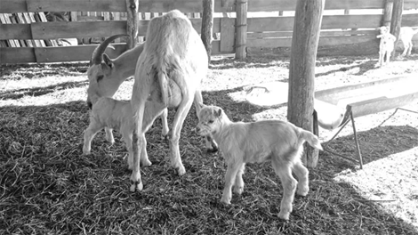 Producción de leche de cabra en Mesón de Fierro: una familia que apuesta al campo