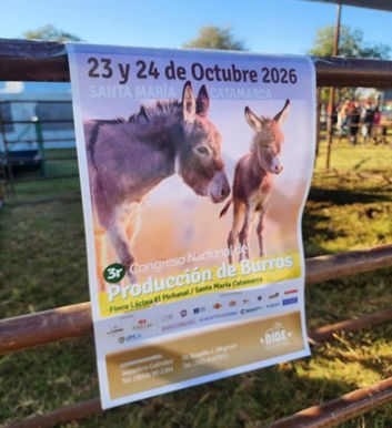 Los burros tendrán su propio congreso nacional en Catamarca