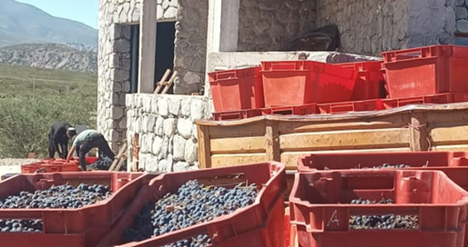 Una bodega comunitaria tucumana conquista al mundo con vinos únicos