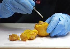 Senasa actualiza el programa de control de Mosca de la Fruta