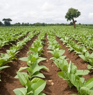 Malawi enfrenta un exceso de oferta en el inicio de la temporada tabacalera