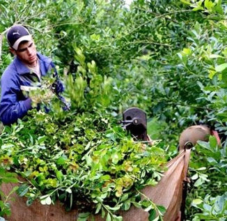 Yerba mate: récord de exportaciones y caída del precio al productor