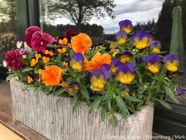 Blumenkasten mit Frühblühern