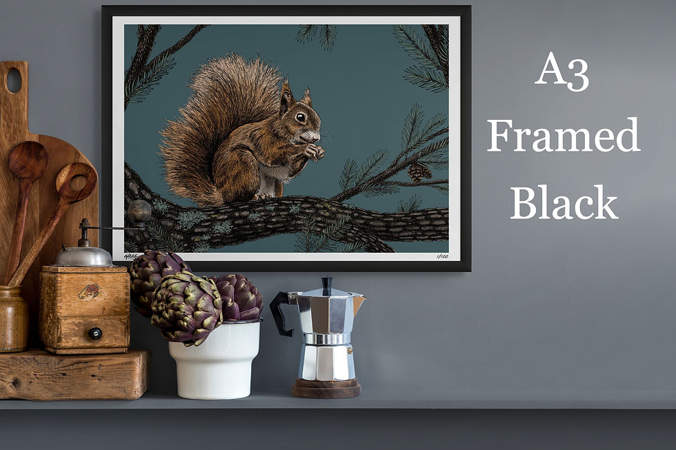 Thumbnail: Red Squirrel Limited Edition Print