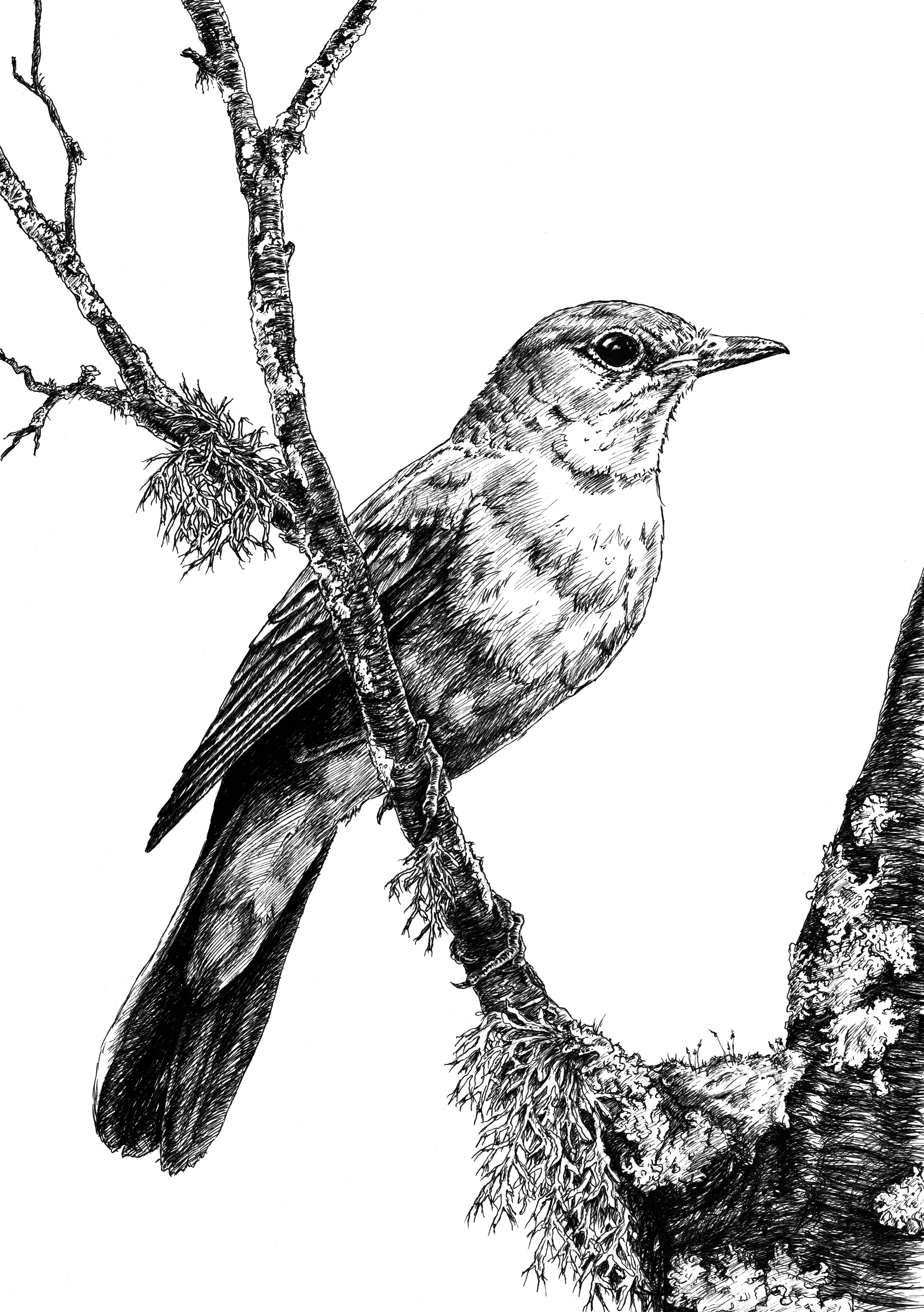 Nightingale Original Pen & Ink Drawing