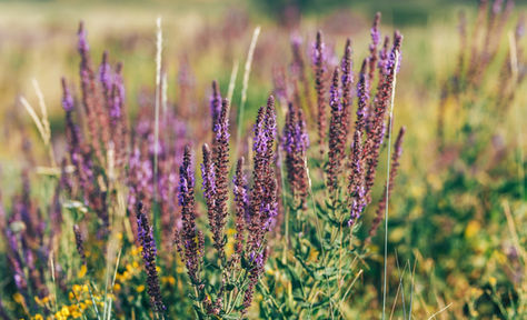 THE ENCHANTING ELIXIR: UNVEILING THE WONDERS OF CLARY SAGE