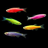zebrafish website.jpg