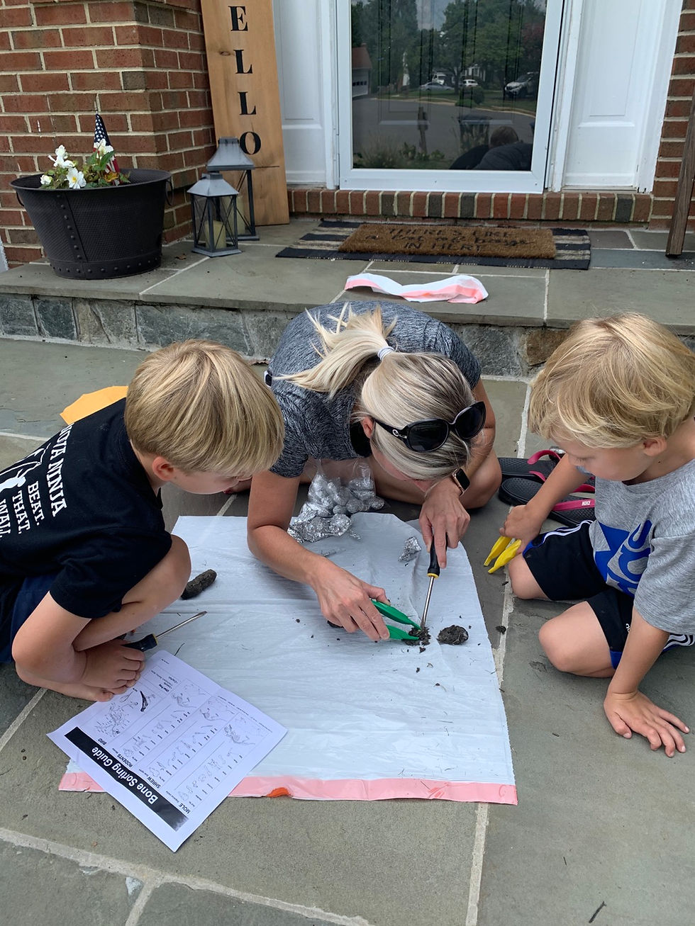 Owl Pellet Dissection Science at home for elementary