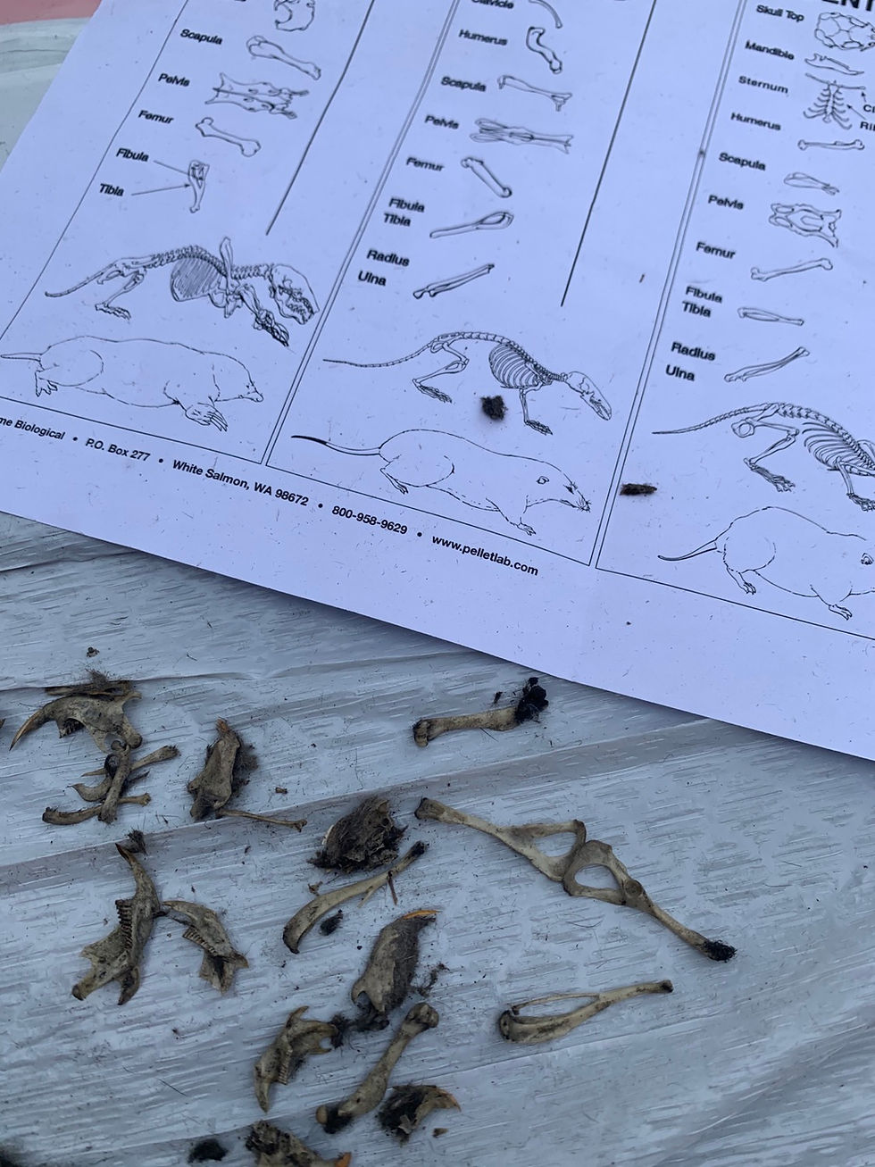 Owl Pellet Dissection Science at home for elementary