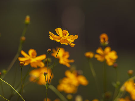 Single orange flower in sharp focus, rising above a fuel of softly blurred orange flowers against a dark green background.