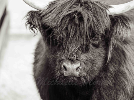 Attitude of Gratitude