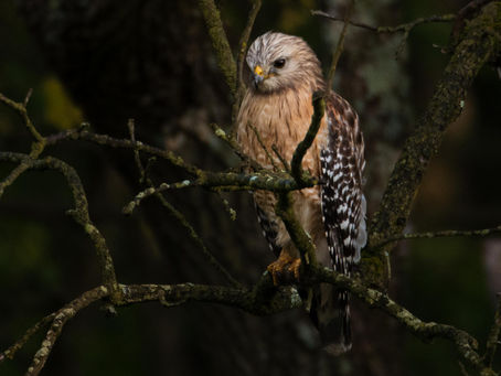 A hawk perched quietly on a moss-covered tree branch in a dark forest.