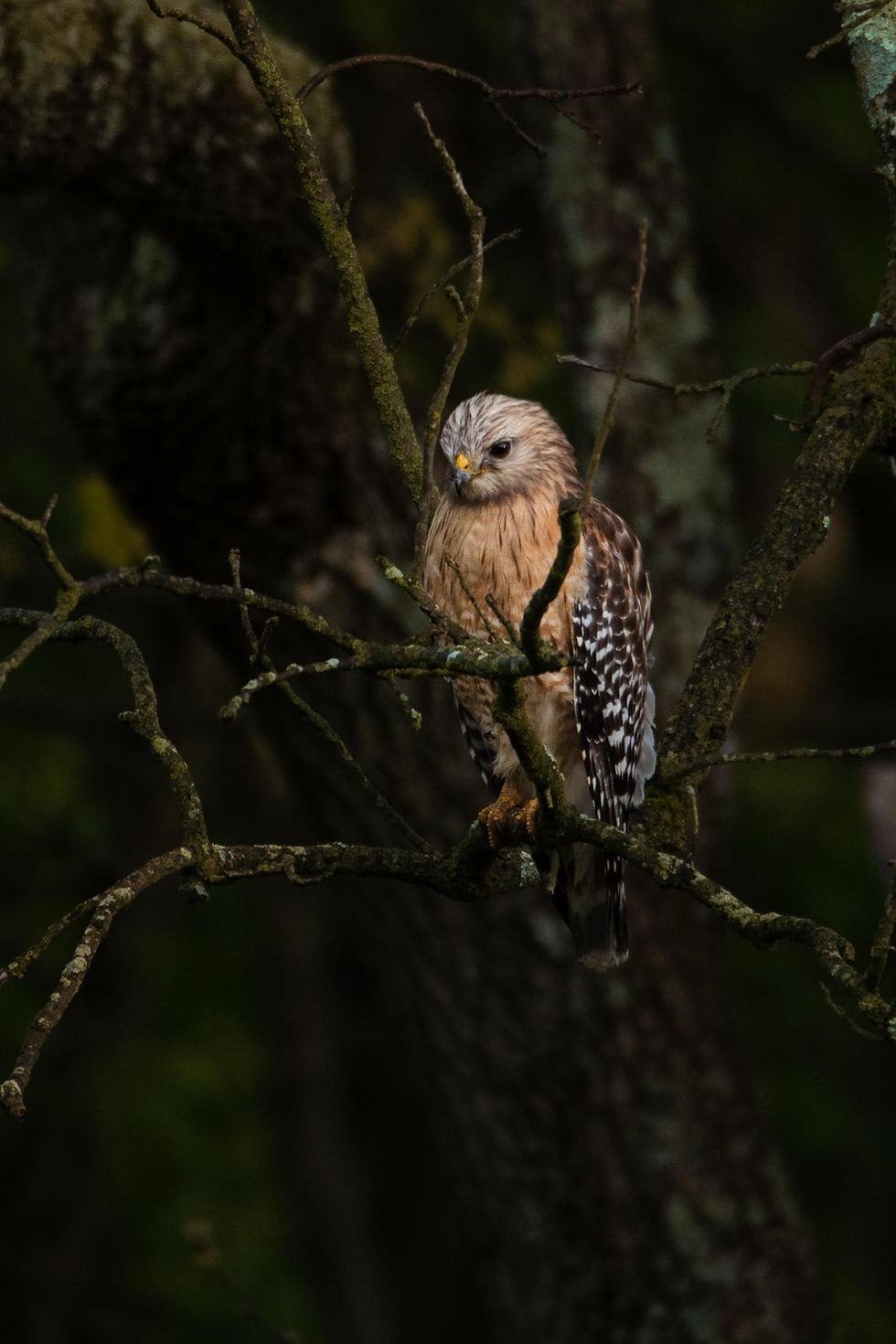 A hawk perched quietly on a moss-covered tree branch in a dark forest.