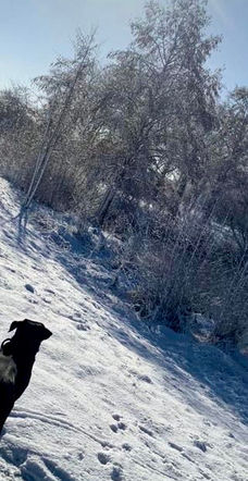 Hund im Schnee auf geräumtem Weg