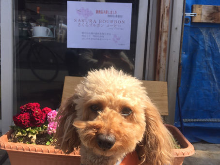 アイドルマスコット犬「とわくん」💖