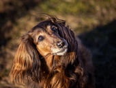 Hundefotografering i skjærgården