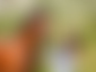 Hest og jente i blomstereng under hestefotografering