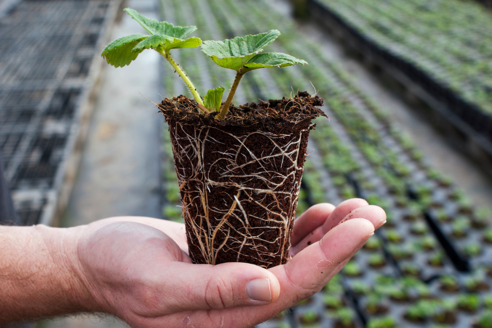 TopQuality Greenhouse Equipment for Efficient Tray