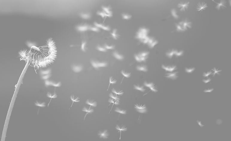 Dandelions are everywhere in Finland in Spring!_edited.jpg