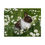 Thumbnail: Rabbit in a field of flowers, surrounded by grass and white daisies.