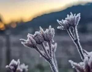 Massa de ar frio mais intensa tem data para atingir o Paraná; mínima de 3ºC e geadas