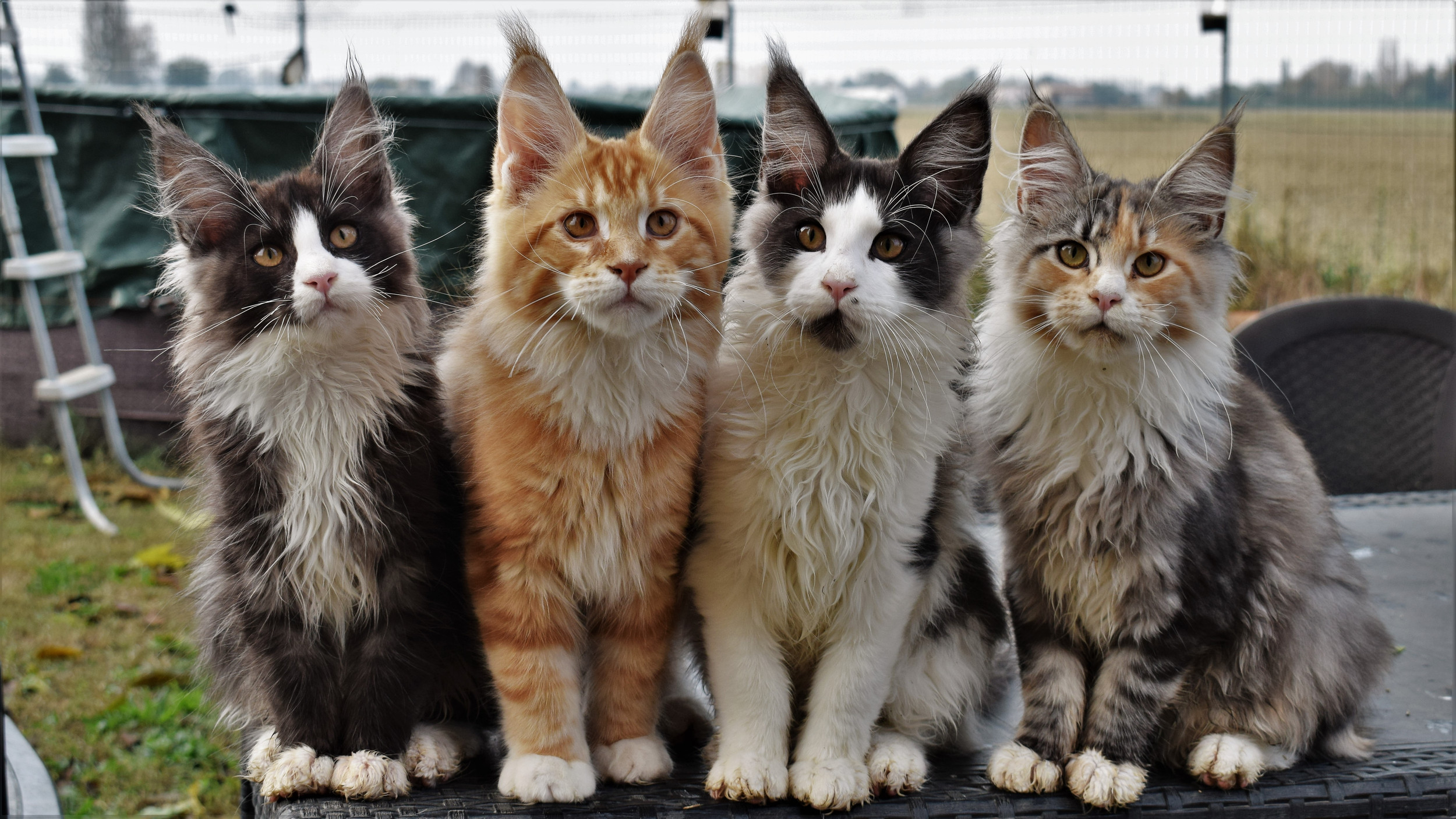 Hic Sunt Leones | Allevamento gatti Maine Coon | San Pietro in Casale,  Bologna, image size:2500x1406