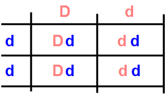 PunnetDiluito.gif