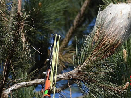 L'Echenilloir : meilleur outil face aux Chenilles Processionnaires !  