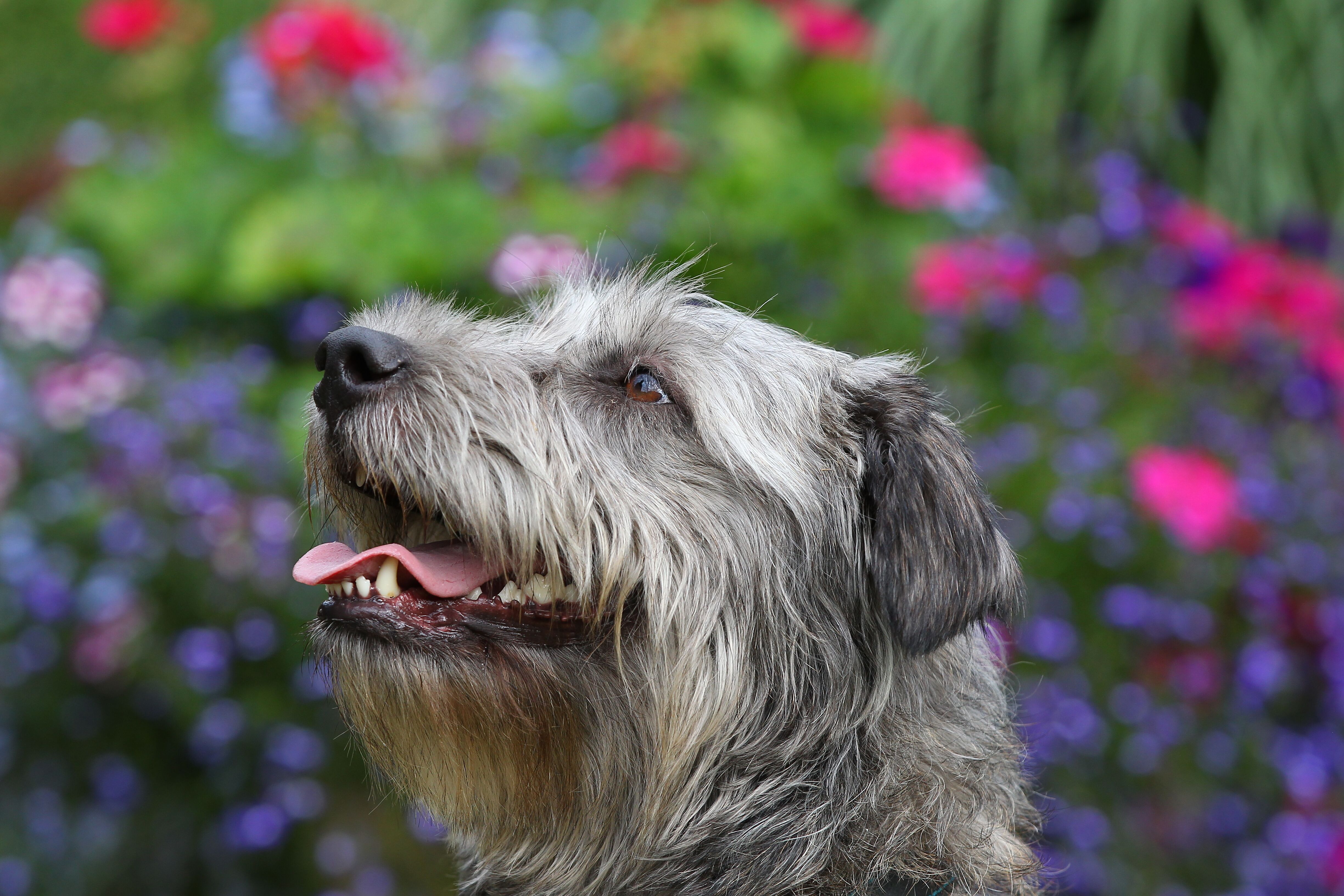 HEAD OF A HOUND