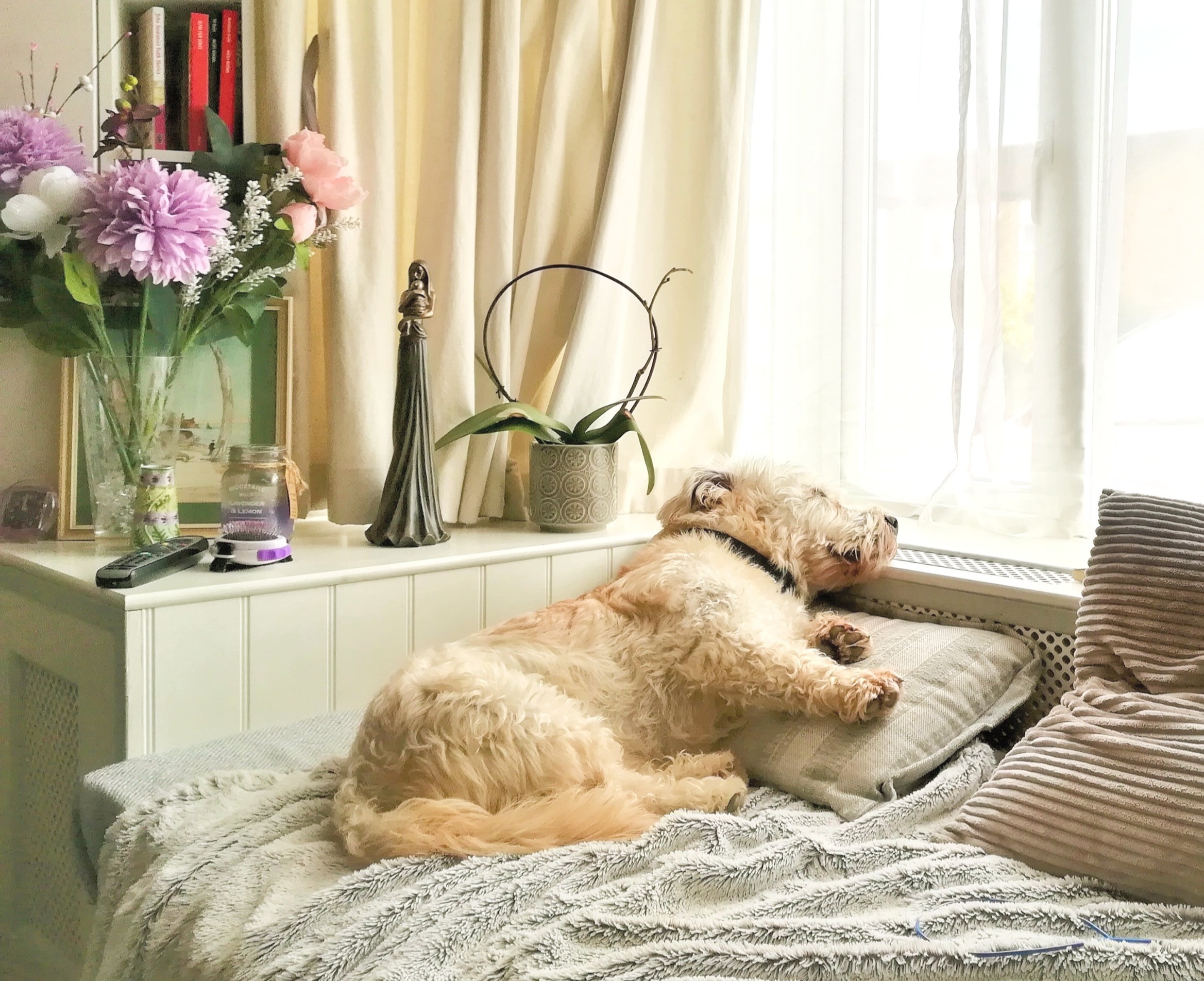 DOG TIRED