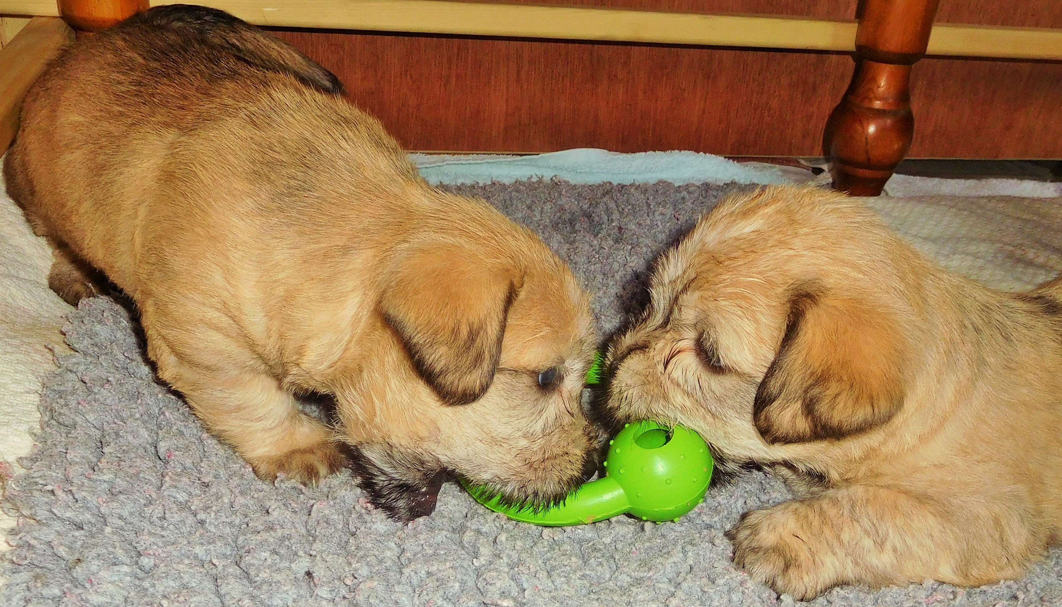 TEETHING TROUBLE!