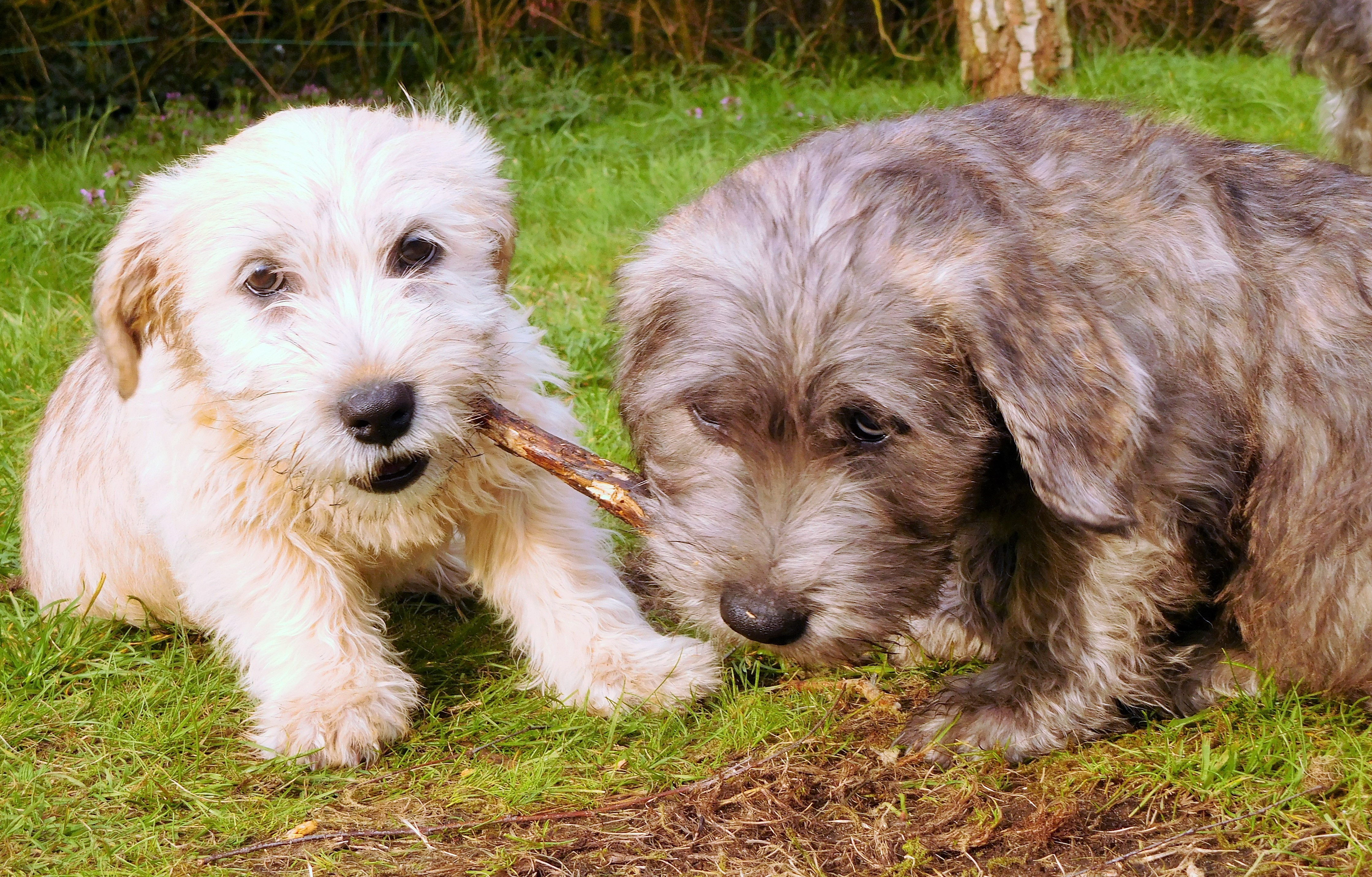 TWO PUPPIES, ONE STICK