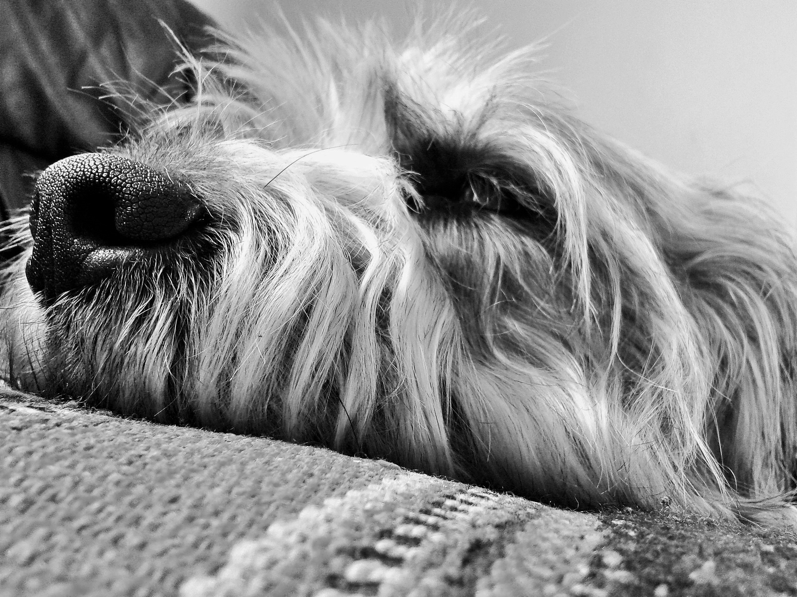 DOG TIRED