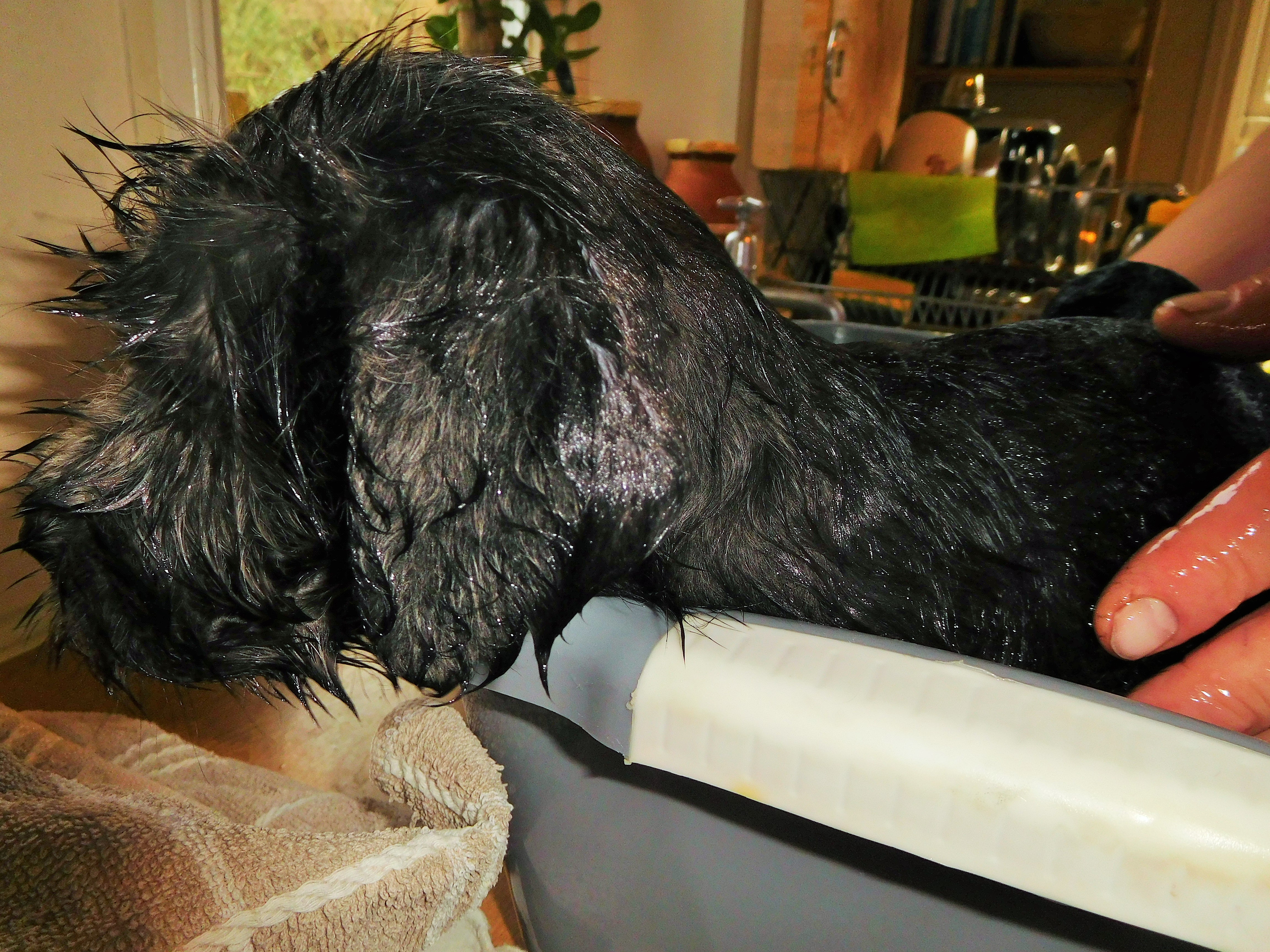 MUCKY PUP!