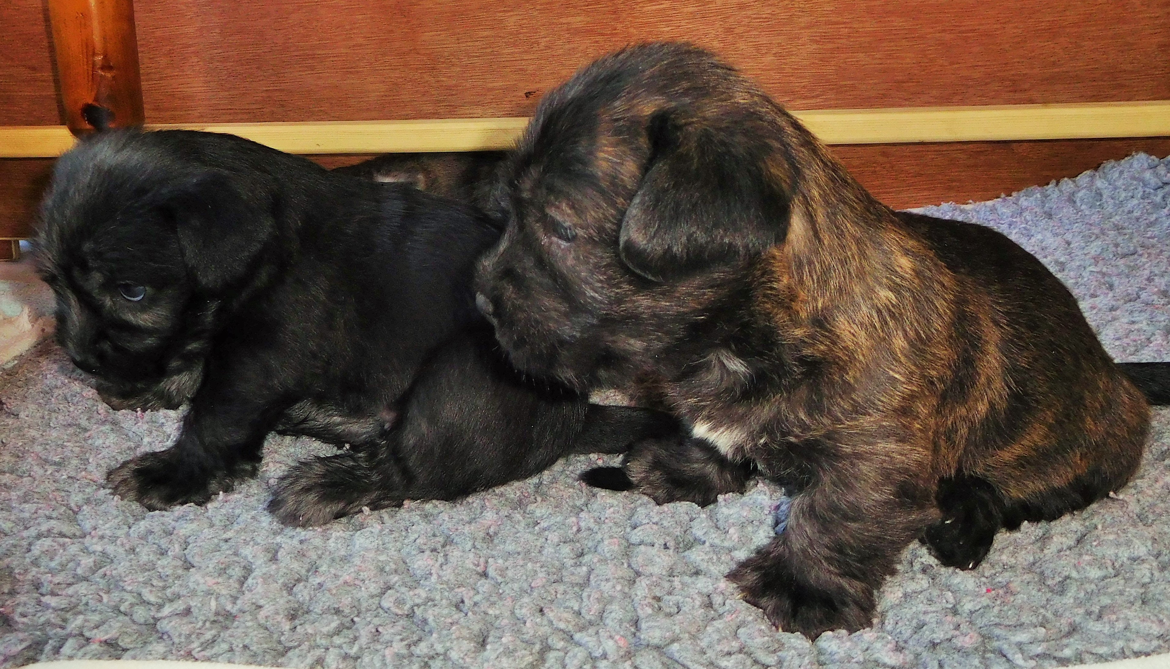 FOUR WEEKS OLD