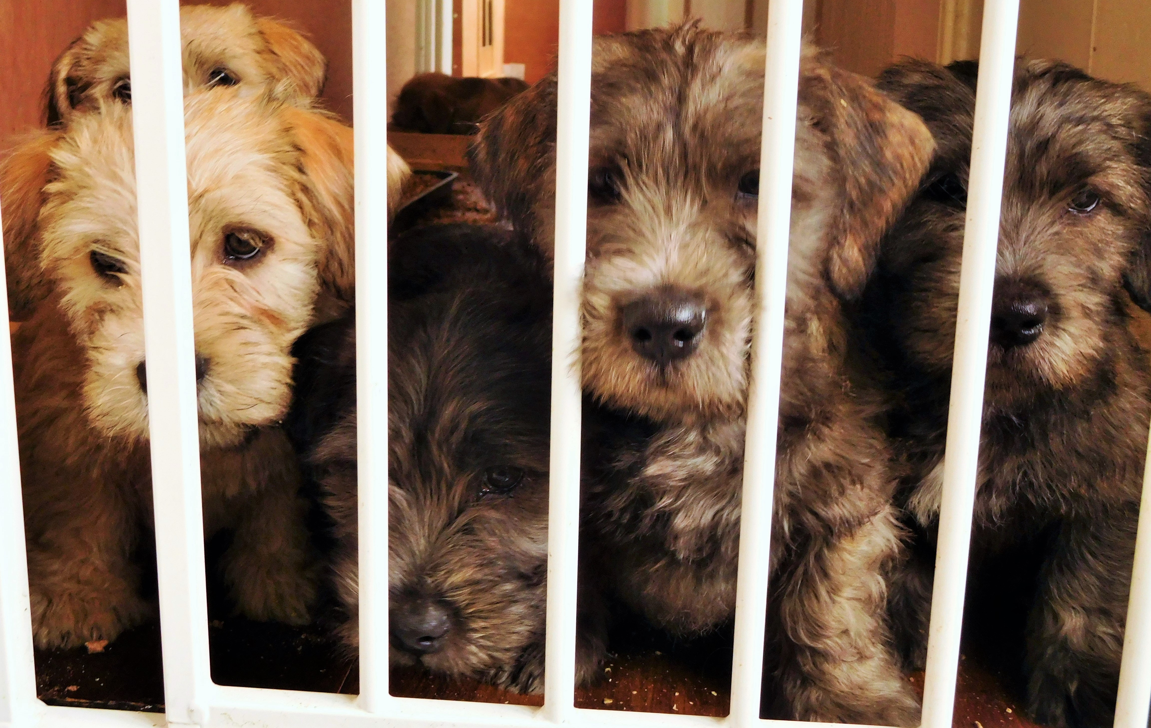 NINE WEEKS OLD