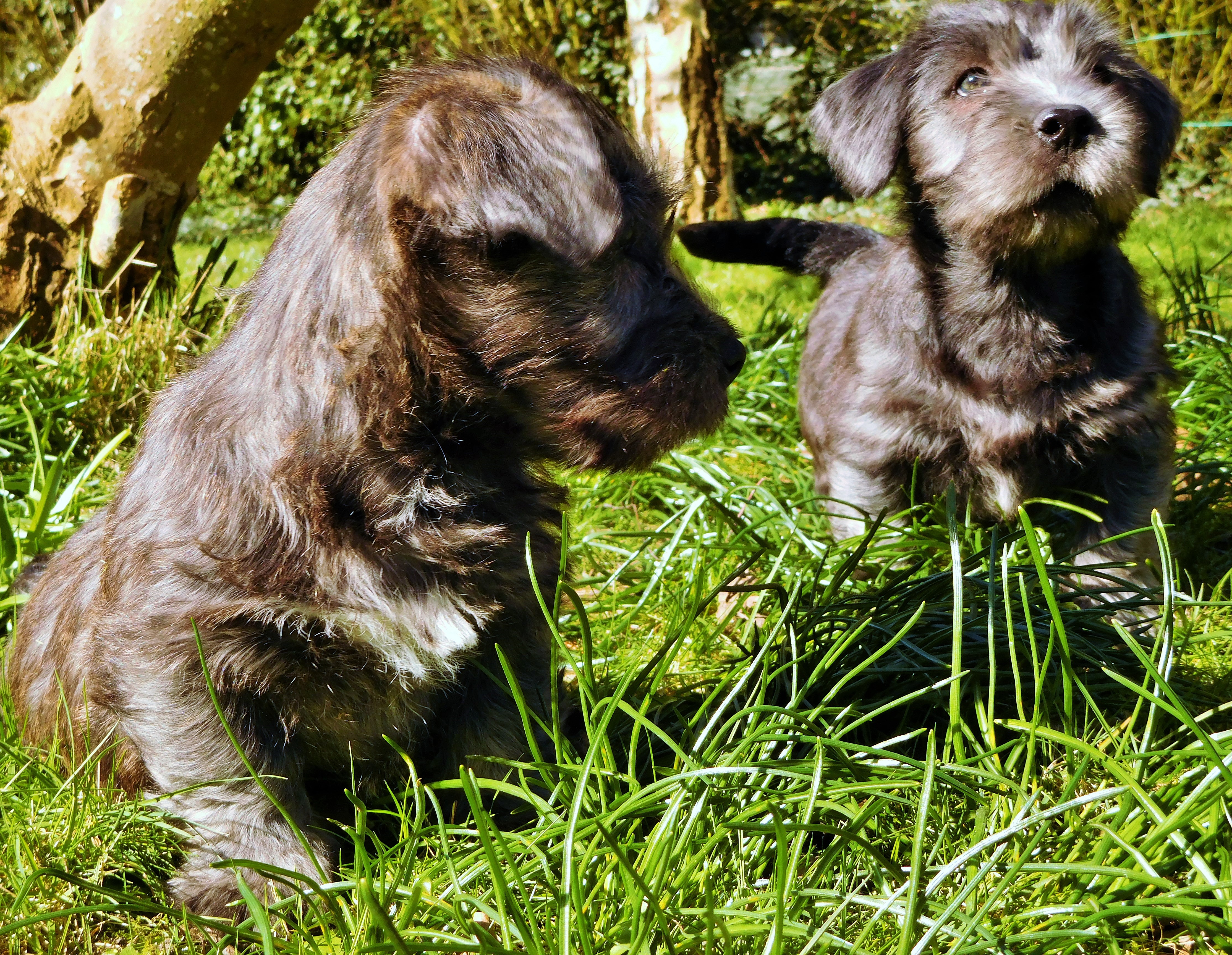 NINE WEEKS OLD